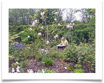 Art in the garden digital - Steve Hodson